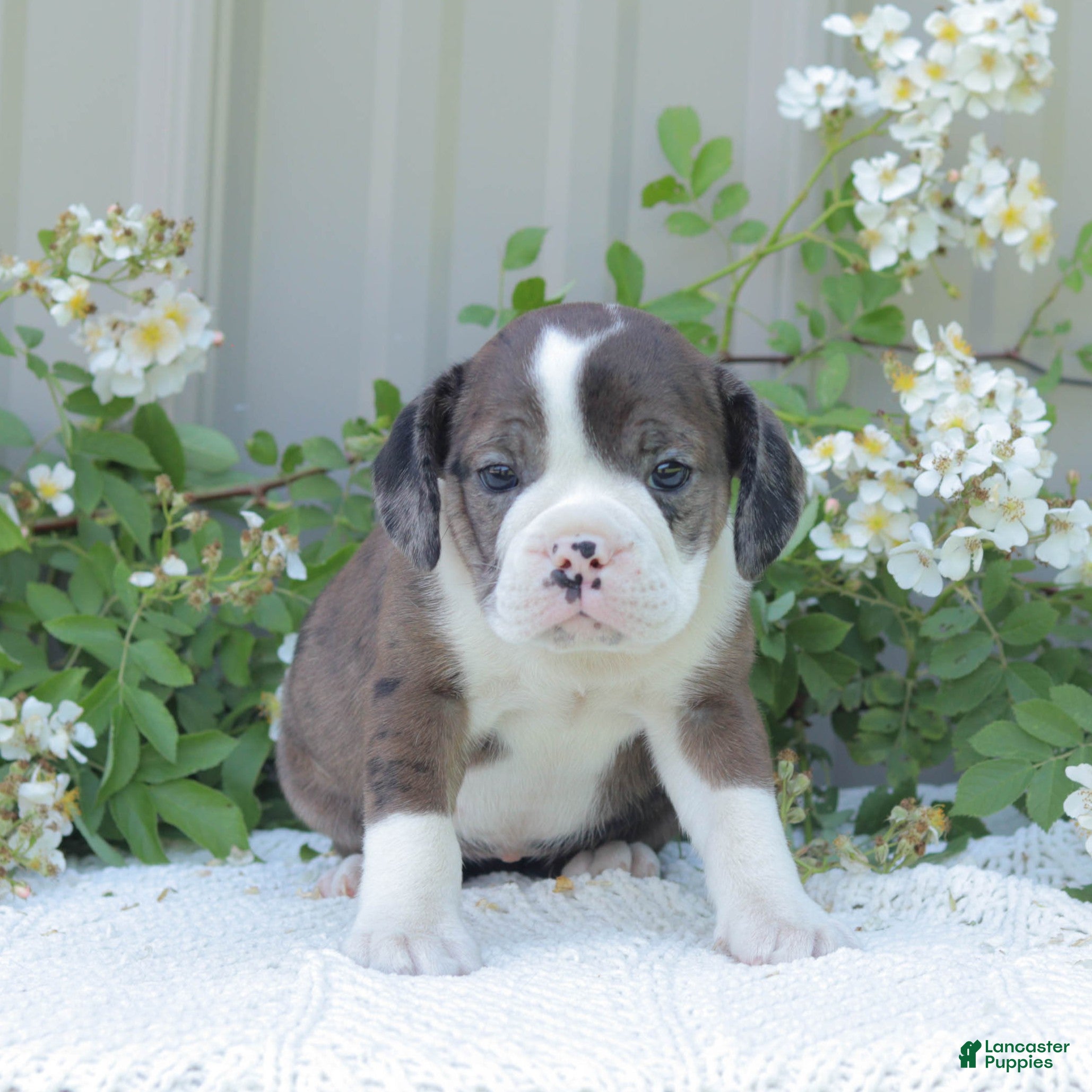 English Bulldog dogs Jenny - Ad 1