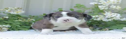 English Bulldog dogs for sale: Jenny - Ad 1