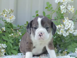 English Bulldog dogs for sale: Jenny - Ad 1