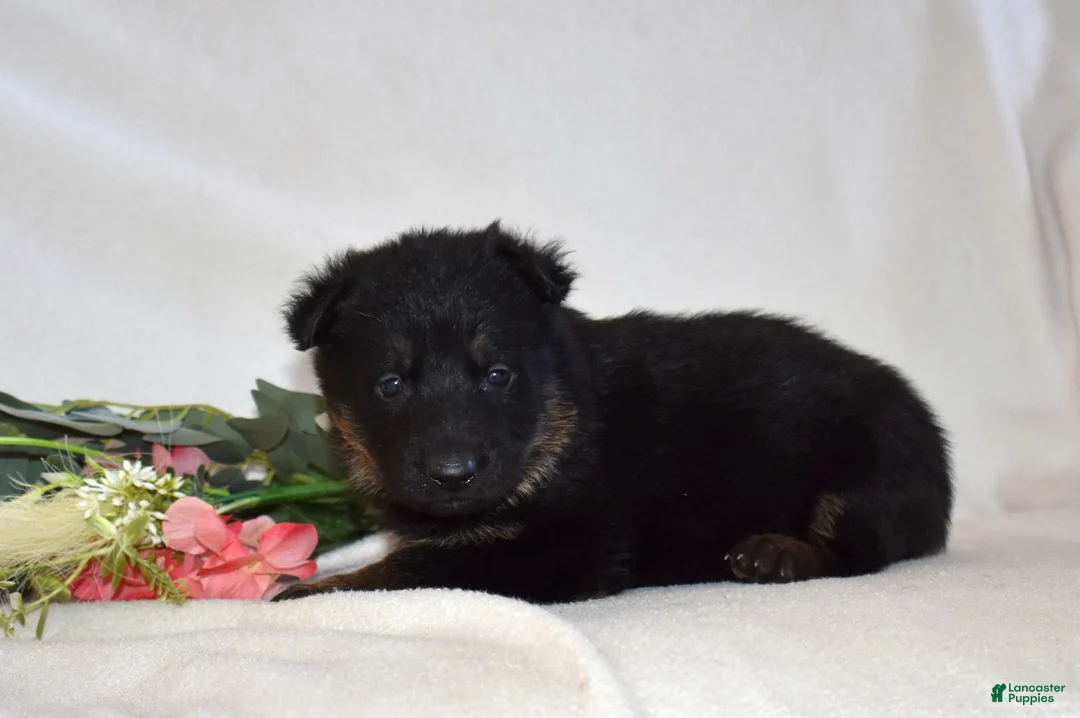 German Shepherd dogs for sale: Sage - Ad 4