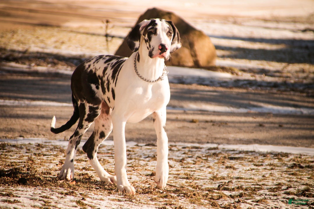 Great Dane dogs for sale: Jackie - Ad 3
