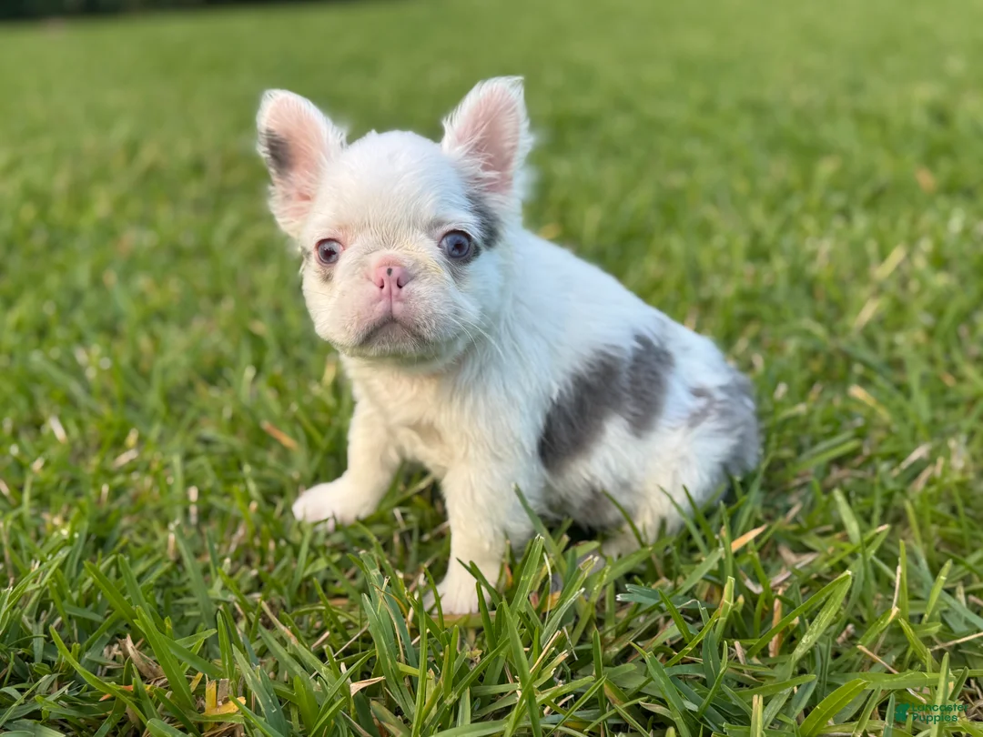 French Bulldog dogs for sale: Kona - Ad 2