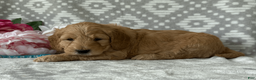 Goldendoodle dogs for sale: Magnolia - Ad 2