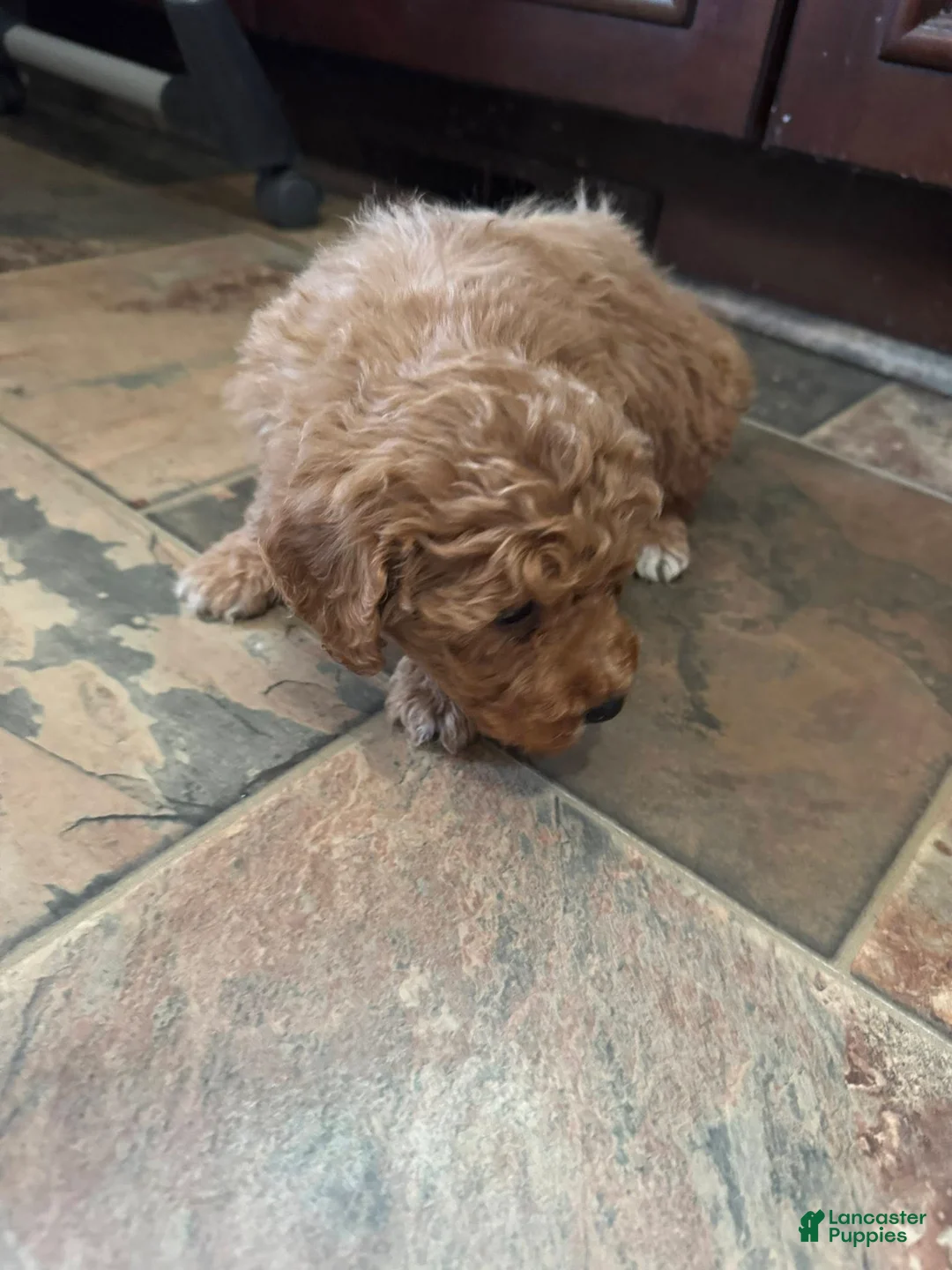 Bernedoodle dogs for sale: mini Bernedoodle Puppy 4 lime green - Ad 4