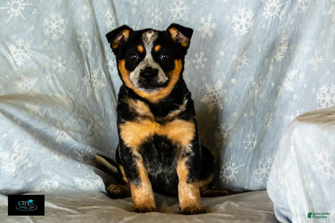 Australian Cattle Dog dogs for sale: Cassidy - Ad 4