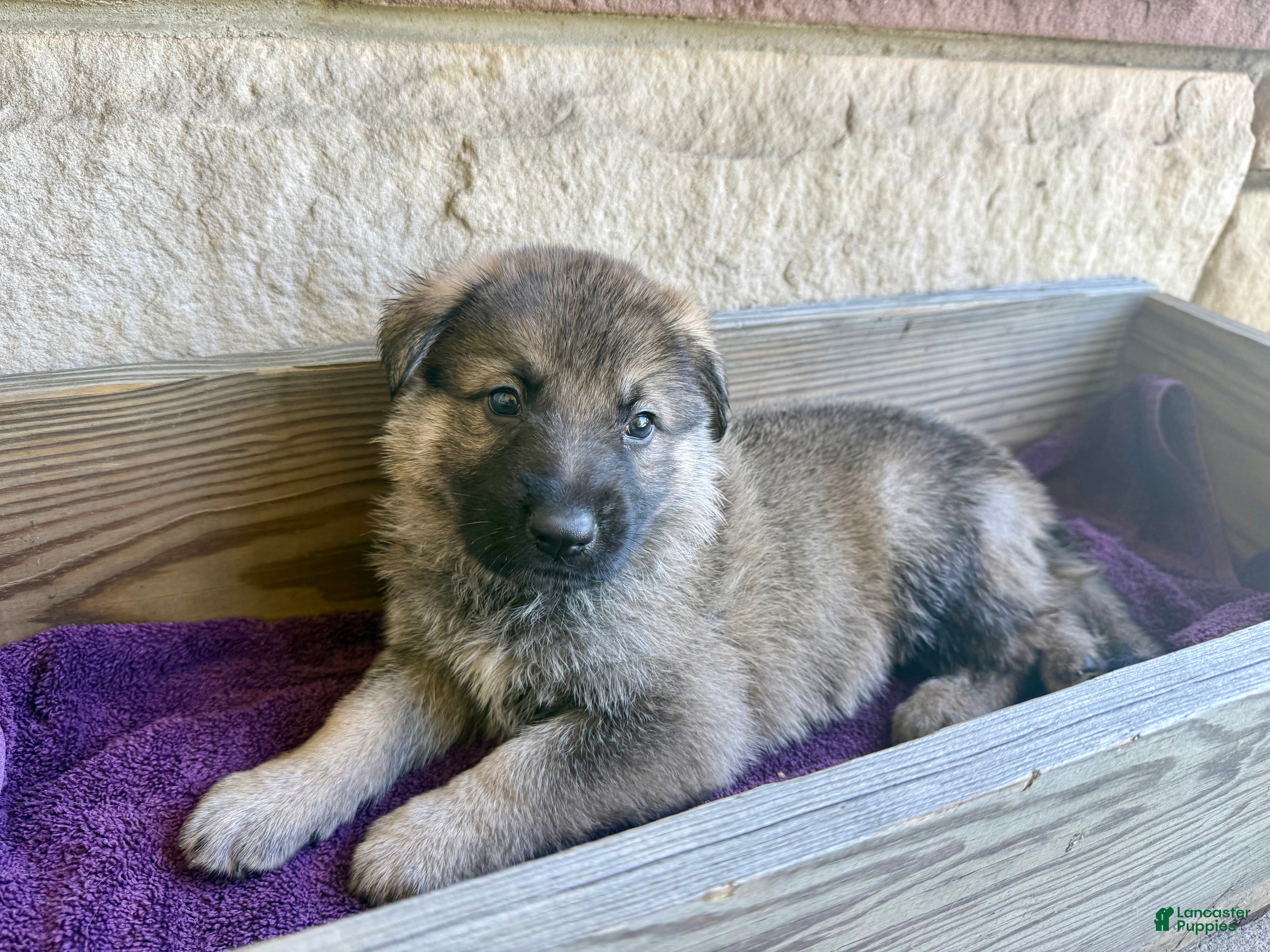 German Shepherd dogs Miles - Ad 2