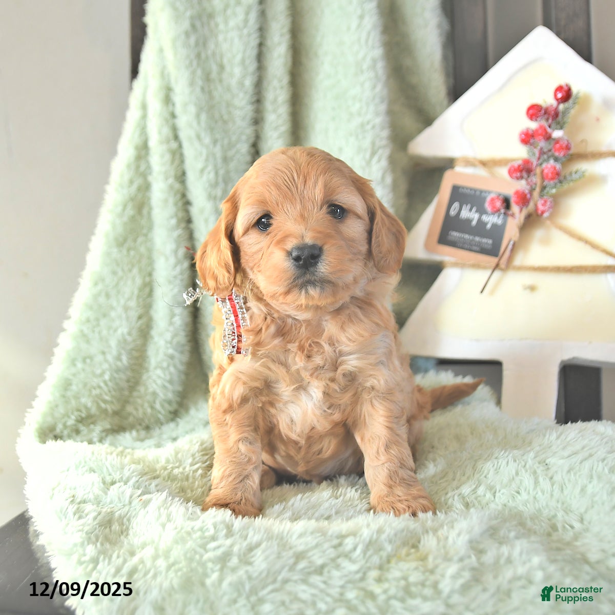 Mini Goldendoodle dogs Brooks  - Ad 9