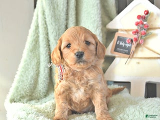 Mini Goldendoodle dogs Brooks - Ad 16