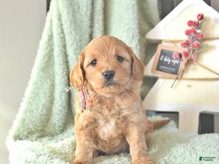 Mini Goldendoodle dogs Brooks - Ad 15