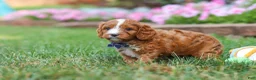 Cavapoo dogs for sale: Ace - Ad 6