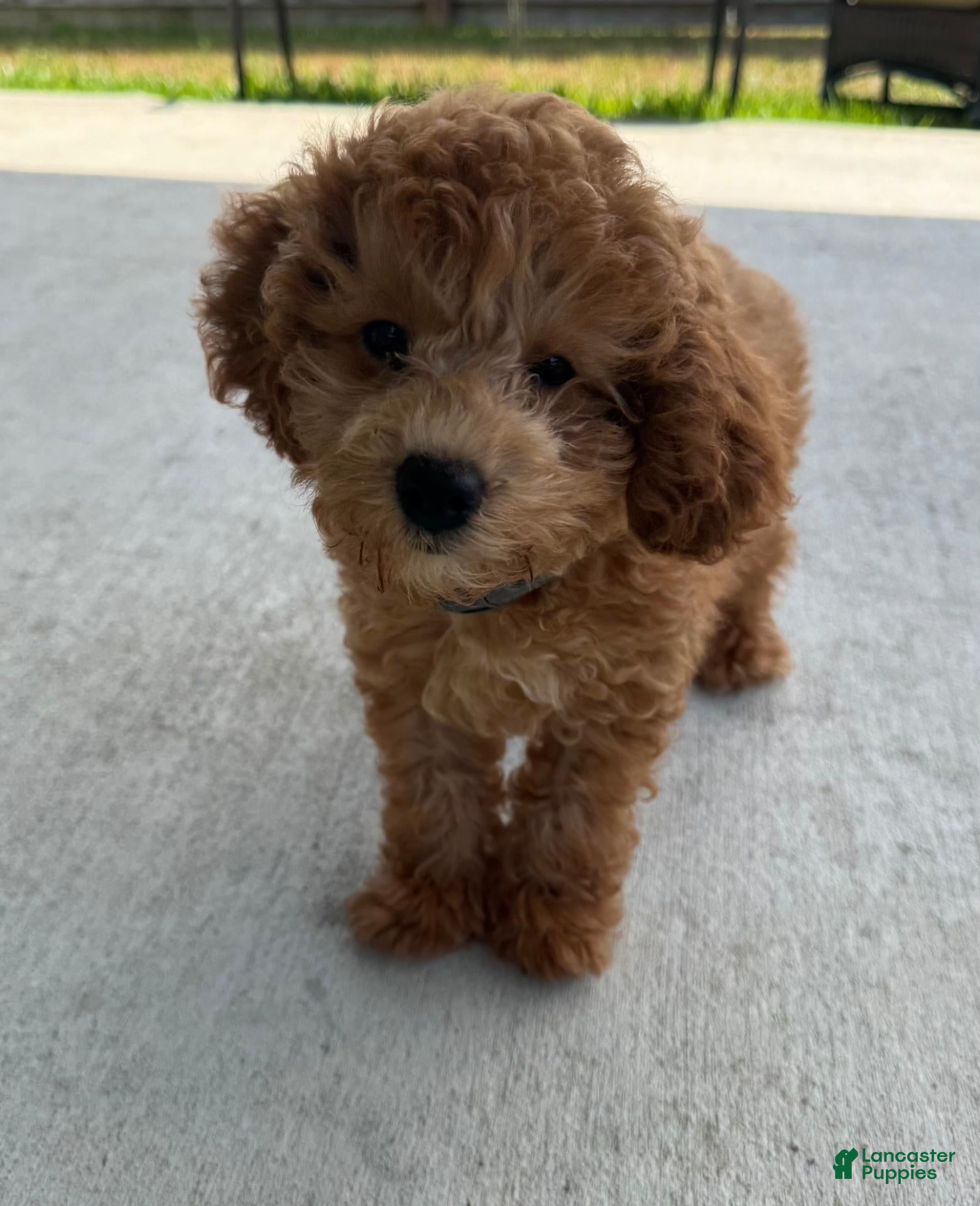 Cavapoo dogs Cozmo - Ad 15