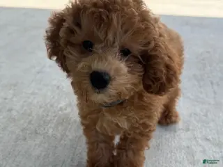Cavapoo dogs Cozmo - Ad 12