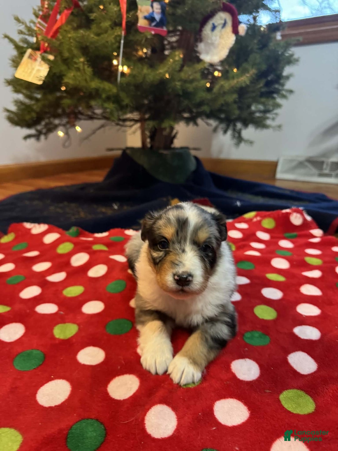 Australian Shepherd dogs for sale: Tundra - Ad 6