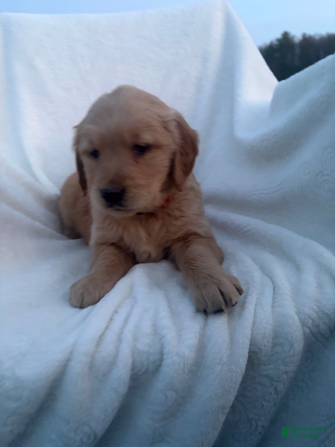 Golden Retriever dogs for sale: Riviera  - Ad 2