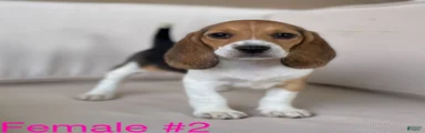 Female #2