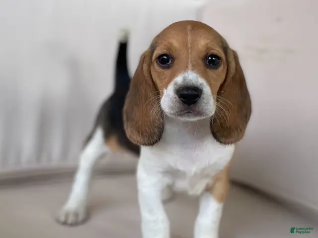 Beagle dogs Female #2 - Ad 1