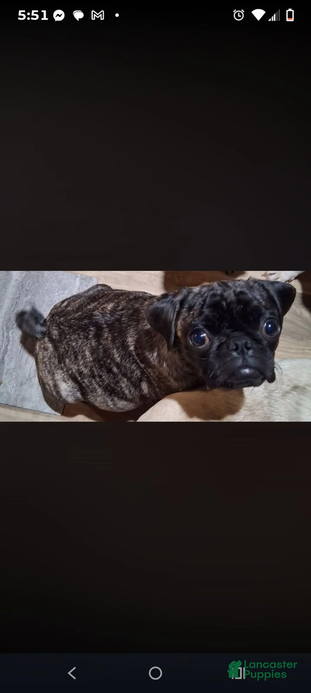 Pug dogs for sale: Nala - Ad 3