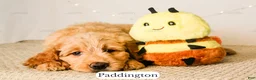 Goldendoodle dogs for sale: Paddinton - Ad 3