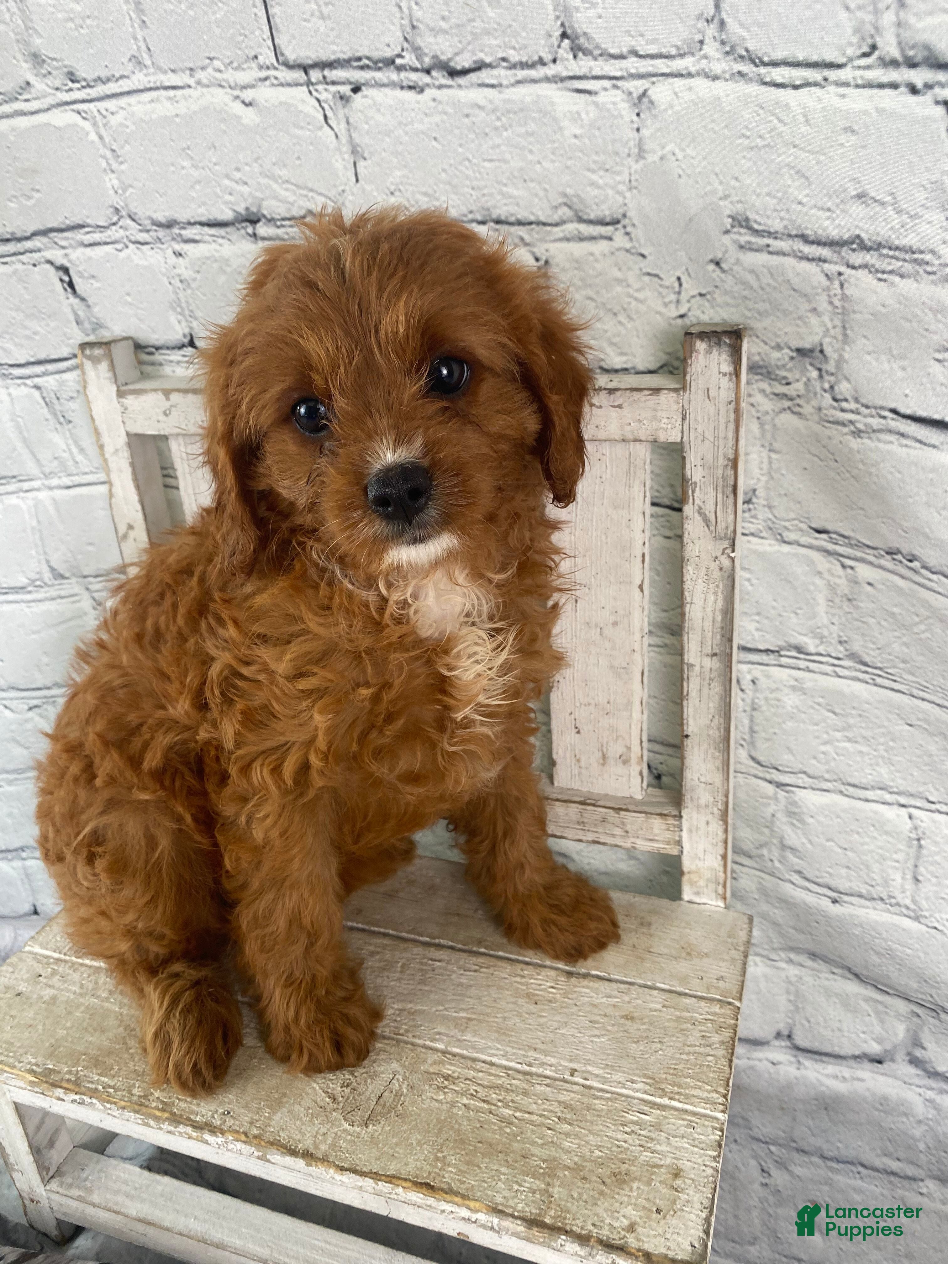 Cavapoo dogs Daisy - Ad 1