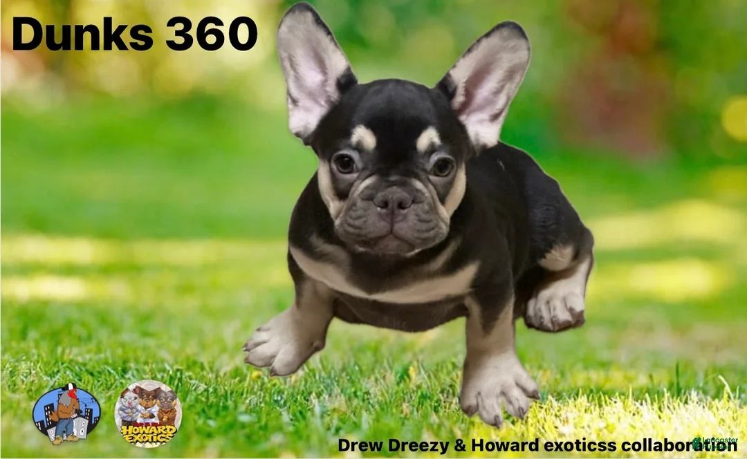 French Bulldog dogs for sale: French Bulldog Puppy 4 - Ad 1
