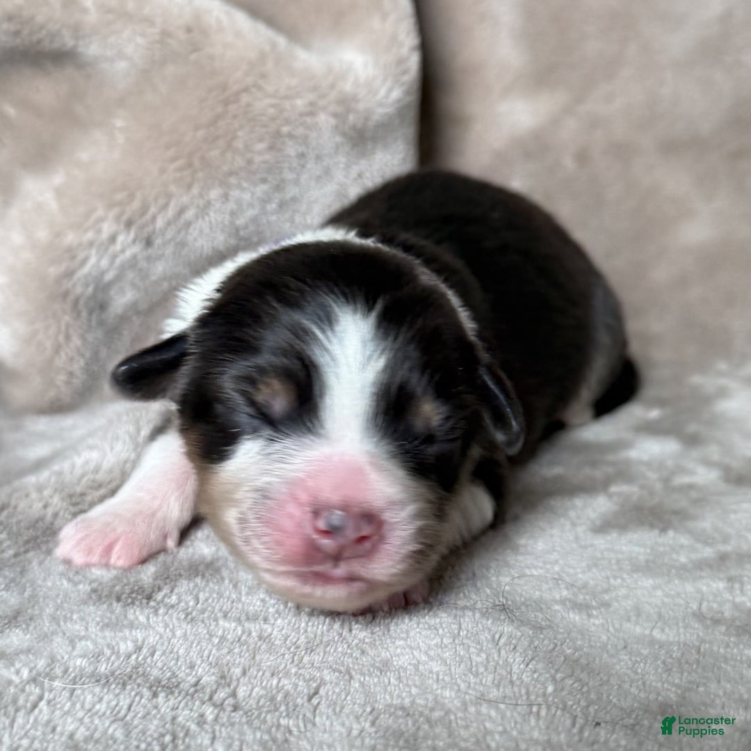 Australian Shepherd dogs for sale: Pepper - Ad 2