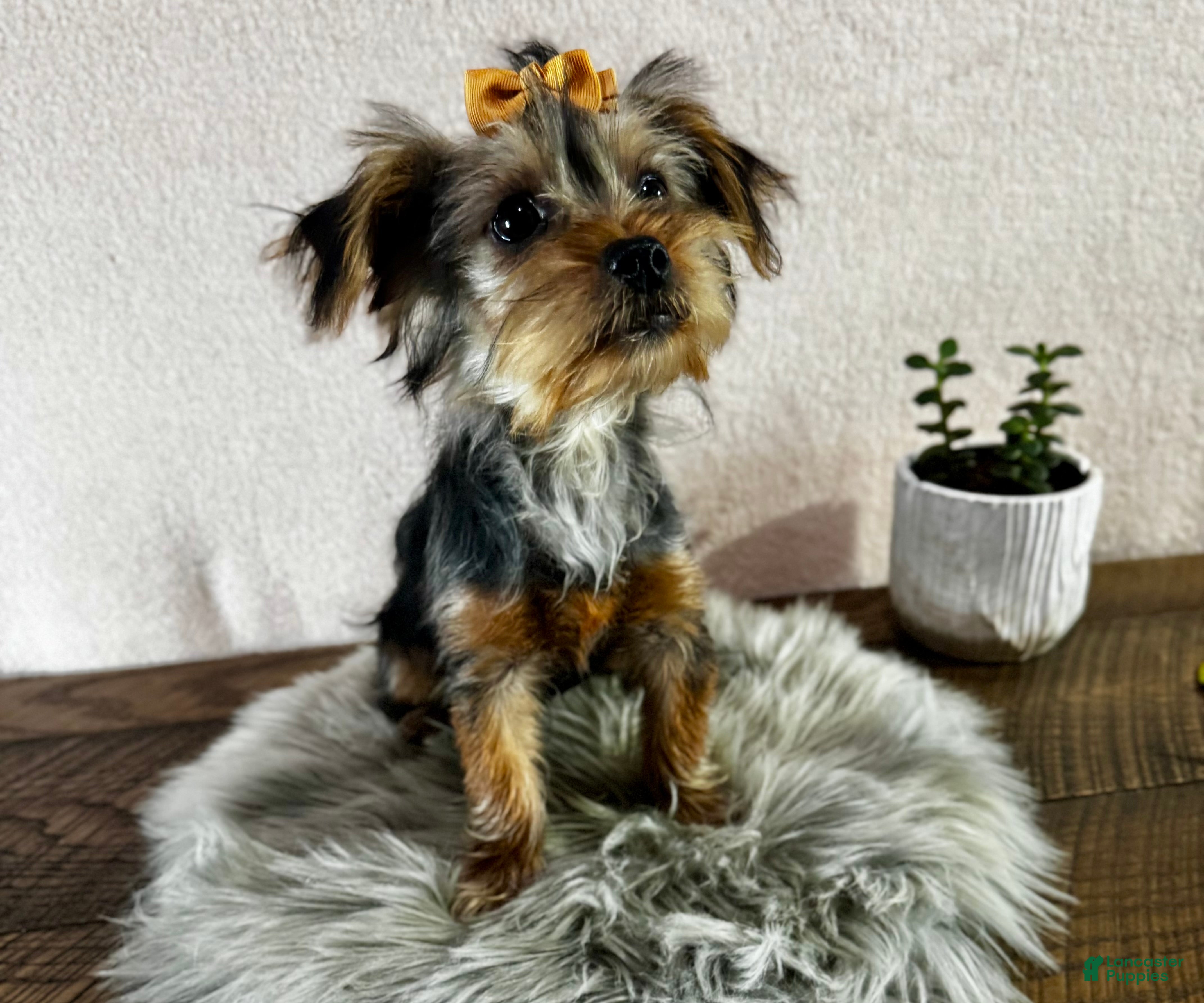 Yorkshire Terrier dogs Hallie - Ad 4