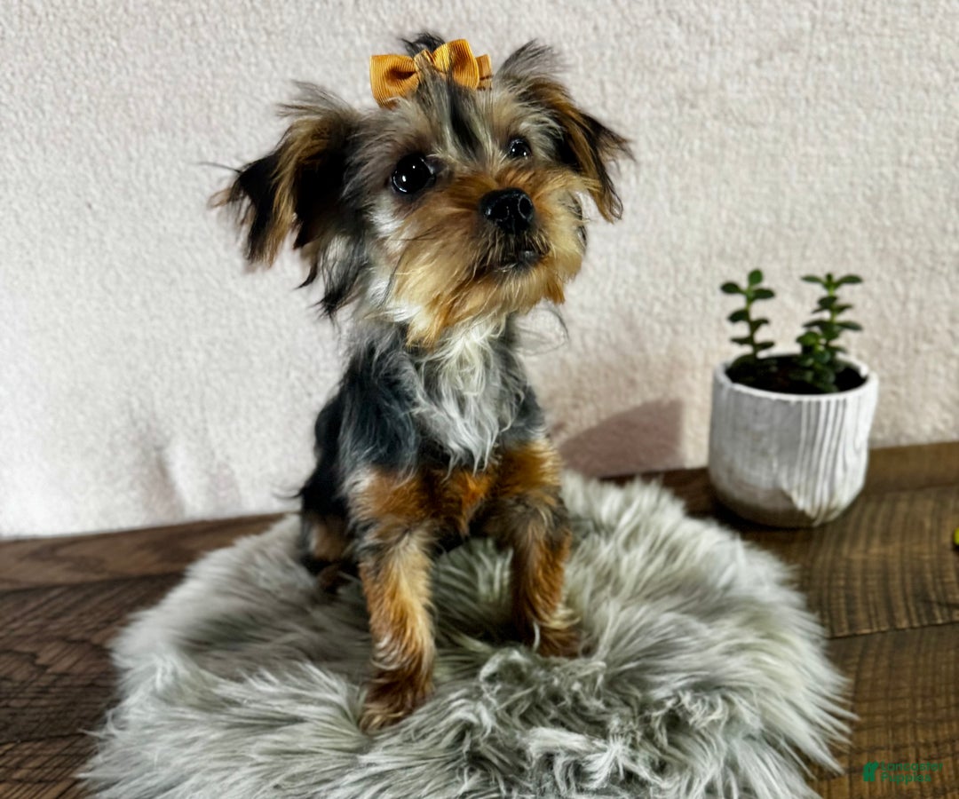 Yorkshire Terrier dogs for sale: Hallie - Ad 1