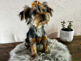 Yorkshire Terrier dogs Hallie - Ad 36