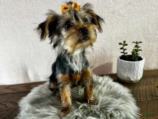 Yorkshire Terrier dogs Hallie - Ad 8