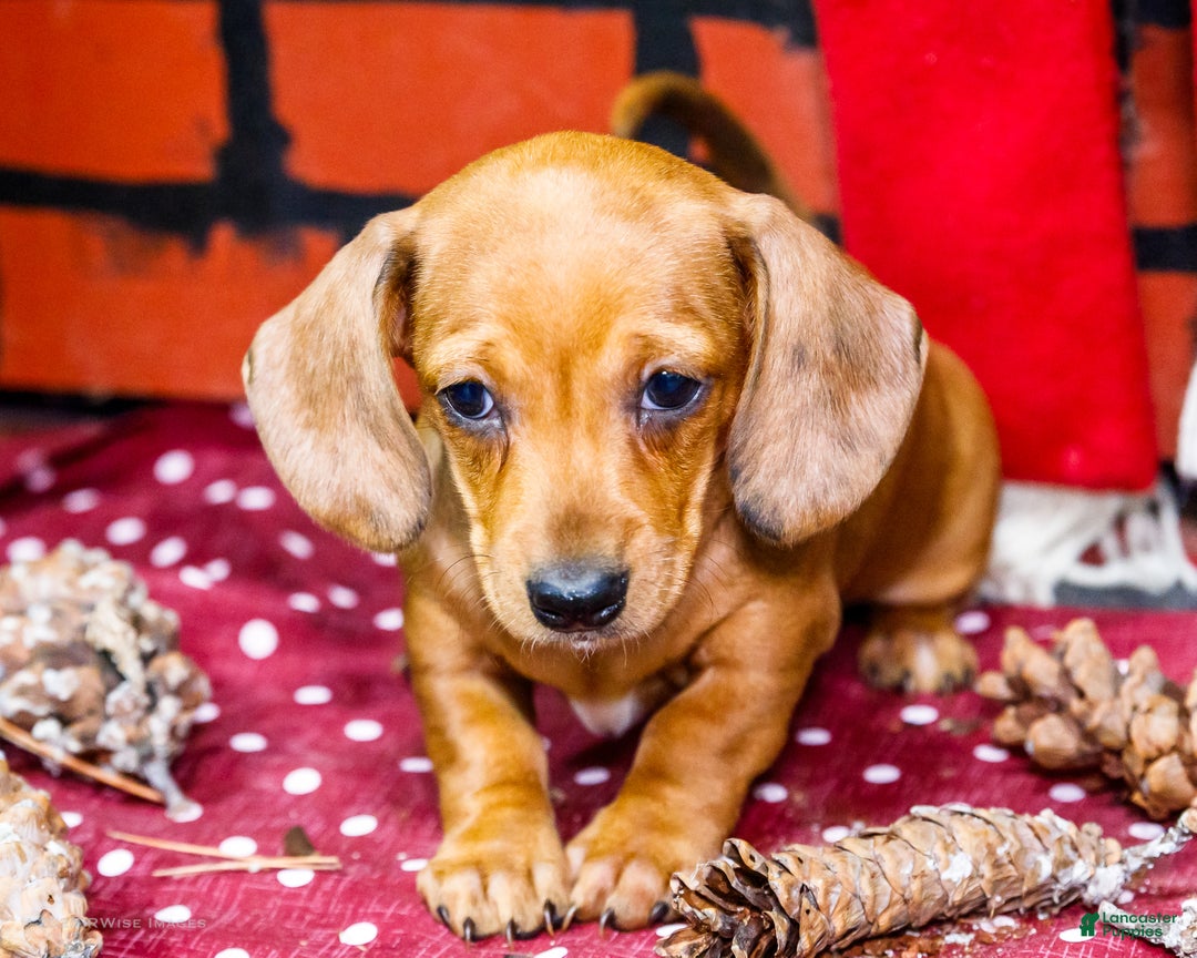 Miniature Dachshund dogs for sale: Vera - Ad 1