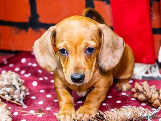 Miniature Dachshund dogs Vera - Ad 26