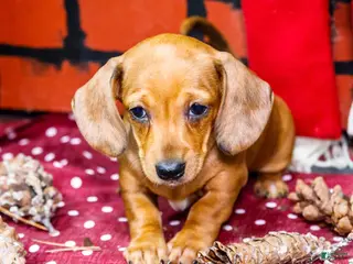 Miniature Dachshund dogs Vera - Ad 29