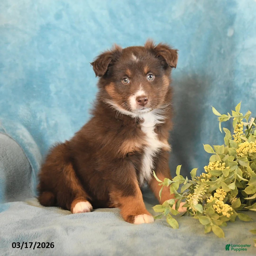 Miniature Australian Shepherd dogs for sale: Max - Ad 1