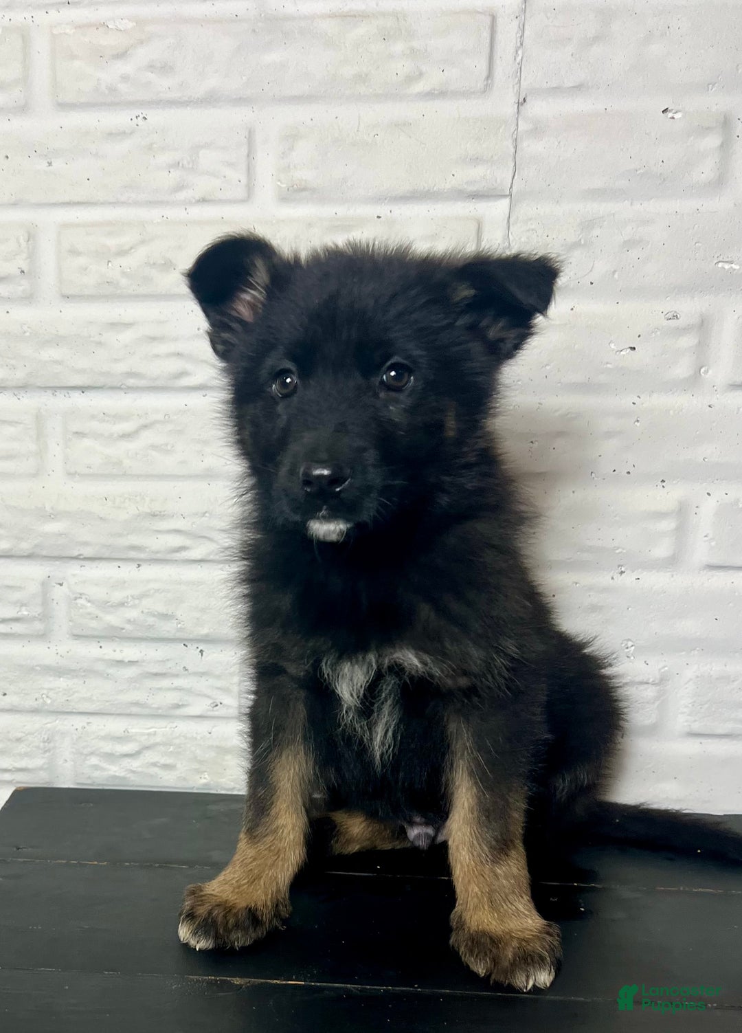 German Shepherd dogs for sale: Dasher - Ad 2