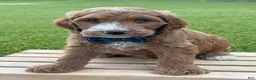 Irish Doodle dogs for sale: Tucker - Ad 13