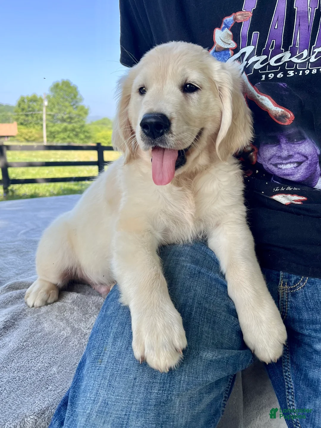 Golden Retriever dogs for sale: Owen - Ad 2