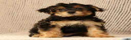 Yorkiepoo dogs for sale: Zelda - Ad 7