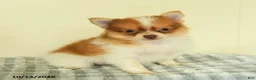 Pomeranian dogs for sale: Titus - Ad 4