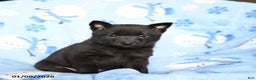 Schipperke dogs for sale: Rowdy - Ad 3