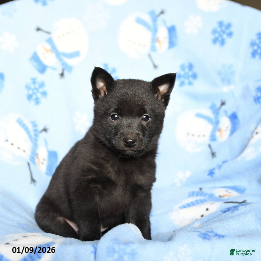 Schipperke dogs for sale: Rowdy - Ad 3