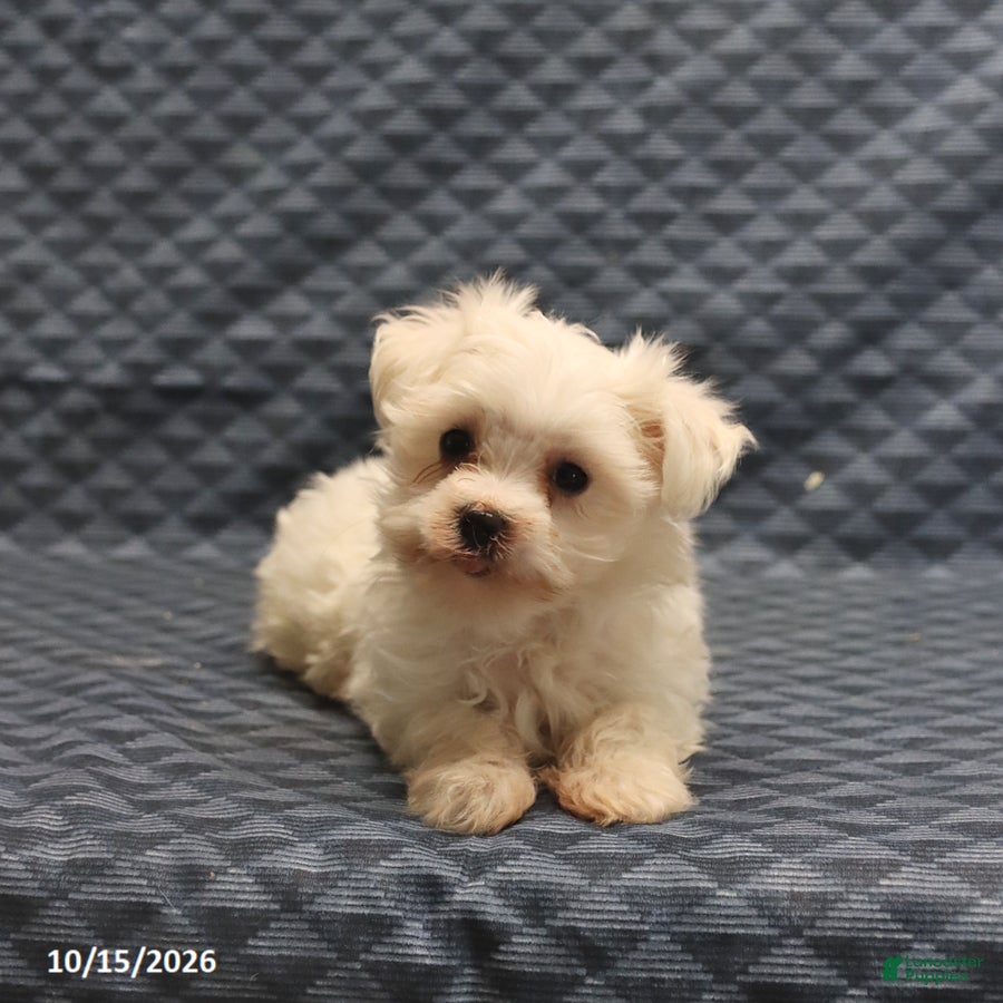 Maltese dogs Vicky - Ad 1