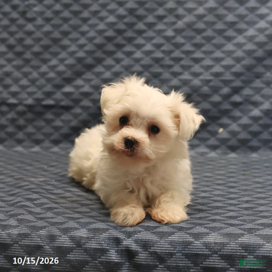 Maltese dogs for sale: Vicky - Ad 1