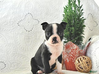 Boston Terrier dogs Tulip - Ad 14