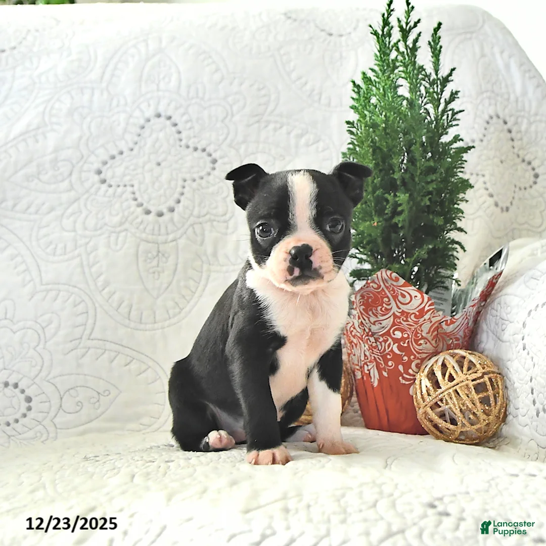 Boston Terrier dogs for sale: Tulip - Ad 4