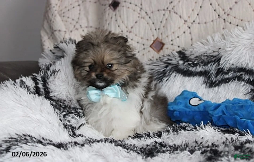 Pomeranian dogs for sale: Teddy - Ad 9