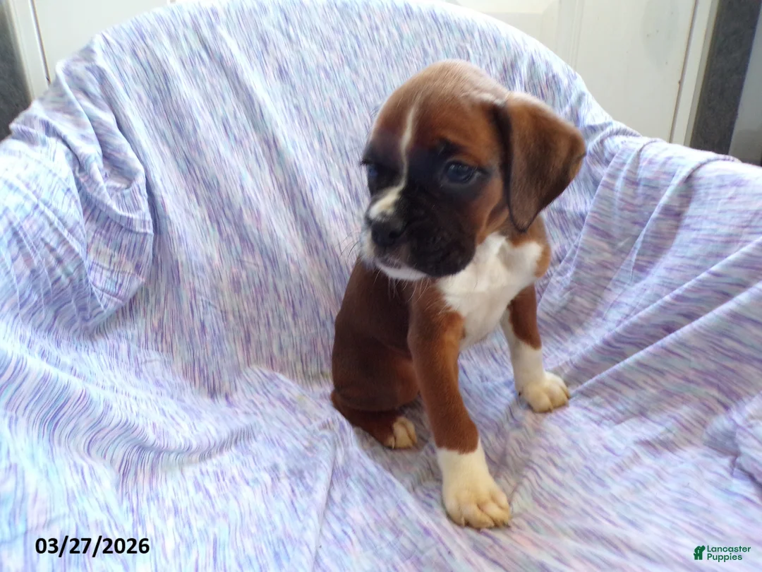 Boxer dogs for sale: Oscar - Ad 5