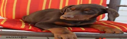 Doberman Pinscher dogs for sale: Cherry - Ad 5