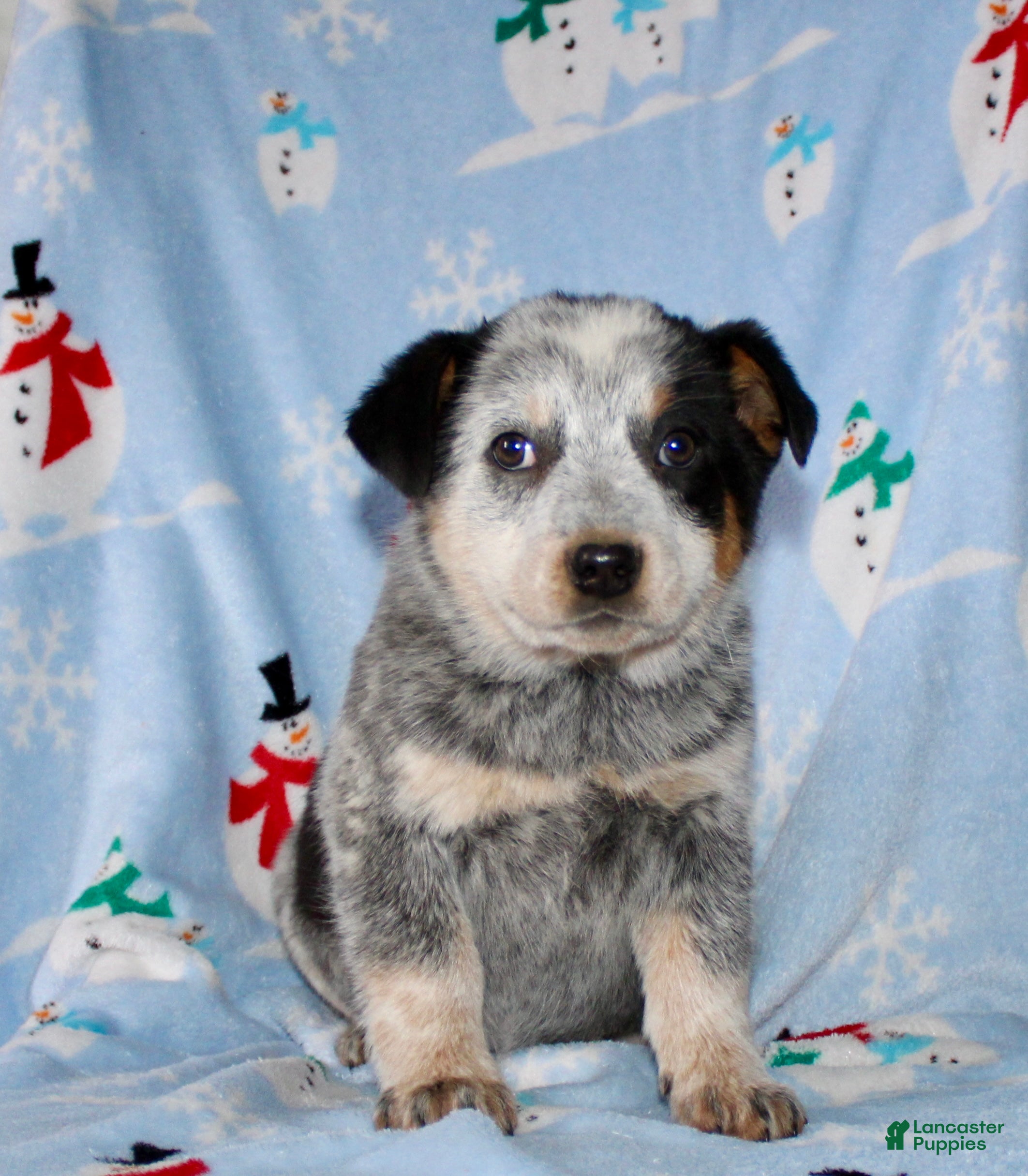 Australian Cattle Dog dogs Reba - Ad 4