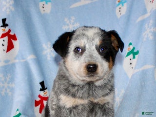 Australian Cattle Dog dogs Reba - Ad 6