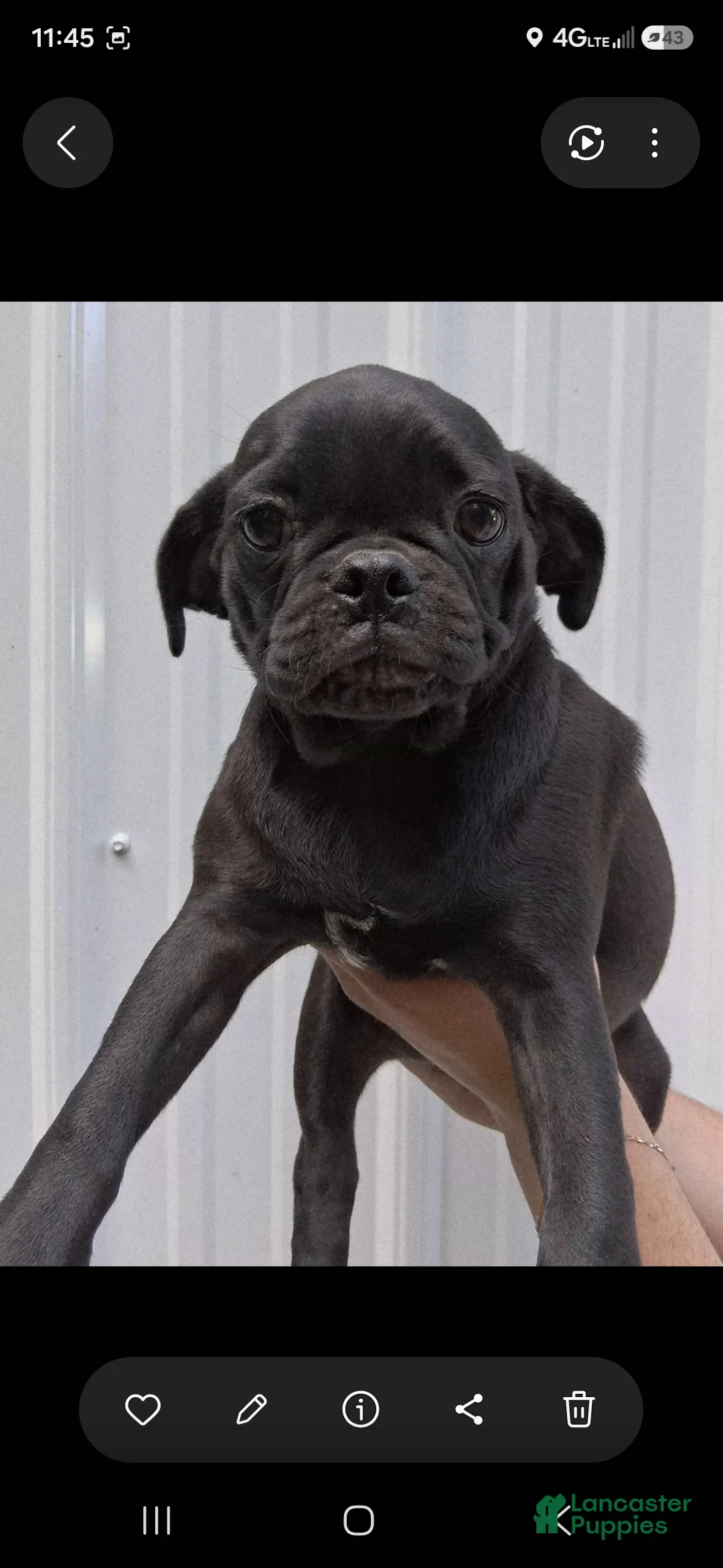 Pug dogs for sale: King - Ad 1